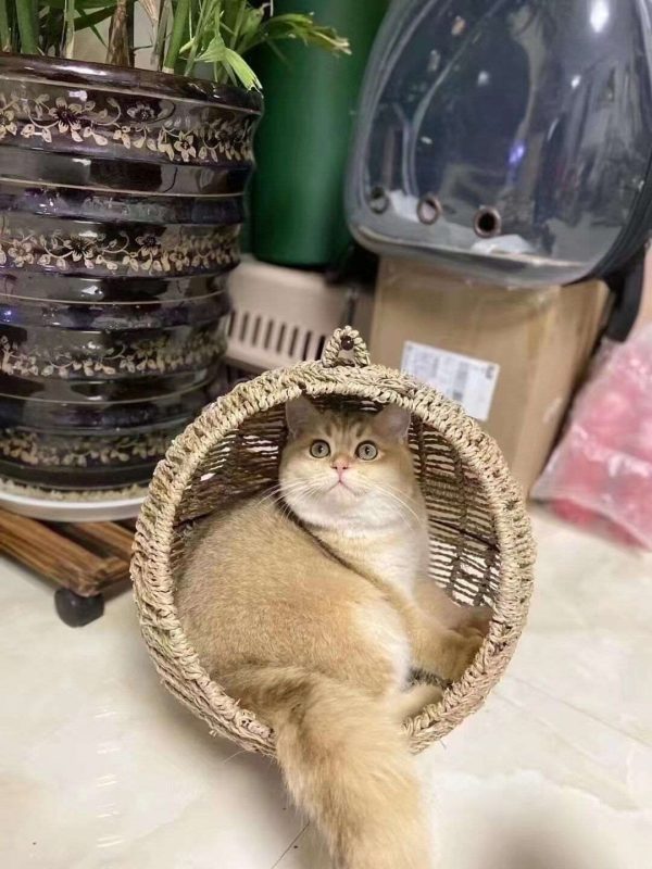 Hammock Cat Litter For Pets - Image 4